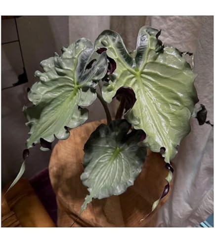 Z10ベッセアエ × デビリス×ドリームウィーバー×パピリラミナム Z10ベッセアエ × デビリス×ドリームウィーバー×パピリラミナム Amazon